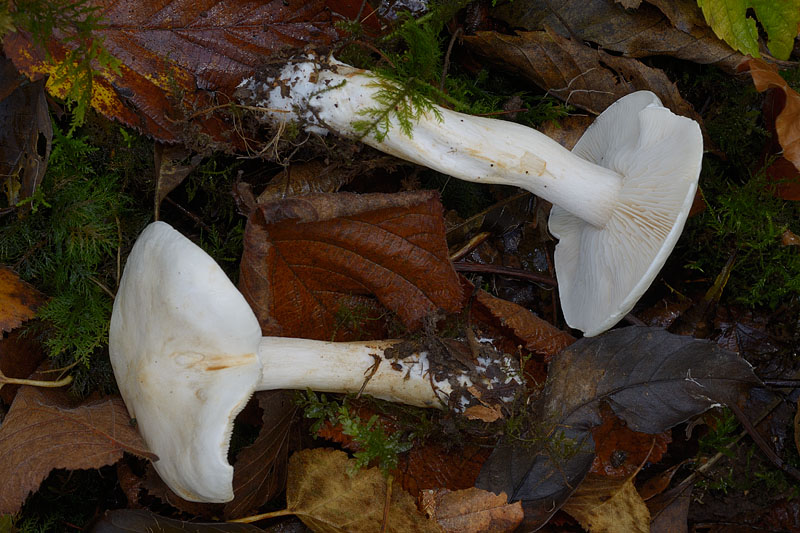 Tricholoma stiparophyllum